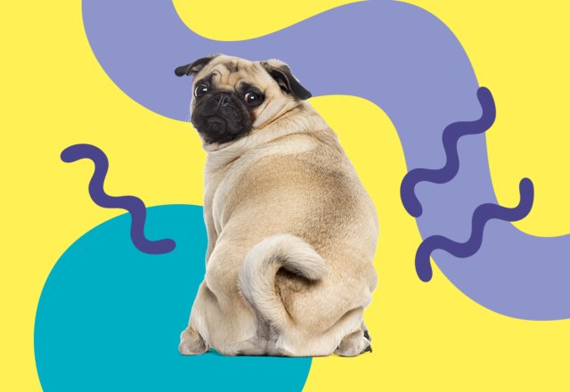 Hund an der Leine - Hinweis dass Haustiere nicht erlaubt sind